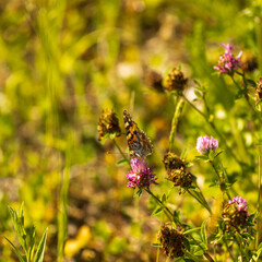 A butterfly drinks nectar from a purple flower in a meadow