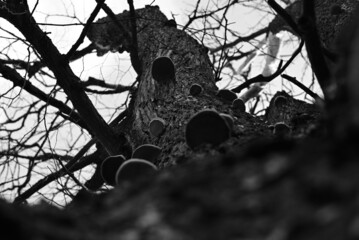 Black and white photograph of a tree on which tree mushrooms have grown
