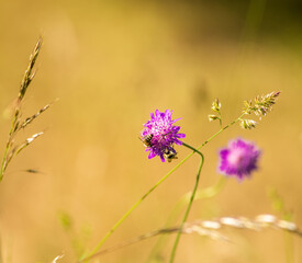 Two honeybees pollinate a wildflower in a meadow