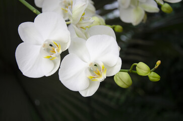 white flowers in the botanic garden in Prague on the orchid exhibition