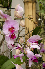 pink purple flowers in the botanic garden in Prague on the orchid exhibition