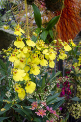 yellow flowers in the botanic garden in Prague on the orchid exhibition