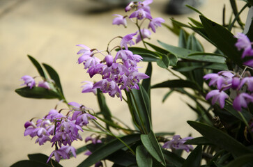 purple flowers in the botanic garden in Prague on the orchid exhibition