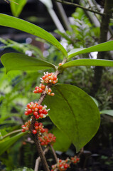 red flowers in the botanic garden in Prague on the orchid exhibition