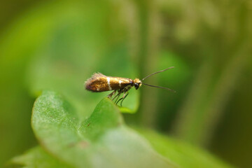 Fototapeta premium Close up on a small micro moth, Micropterix aruncella sitting on top of a leaf