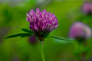 Blue flower clover selective focus.
