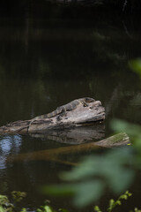 A crocodile clings to a branch in the middle of the river.