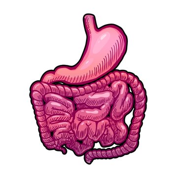 stomach and intestines vector illustration isolated on white background