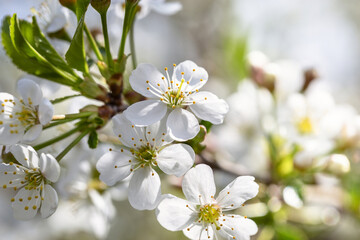 Fototapeta premium Cherry tree blossom in May on a sunny day