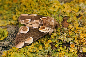 Closeup on the colorful peach blossom moth,Thyatira batis sitting on lichen covered wood