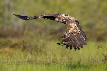 White-tailed eagle in flight, large wingspread