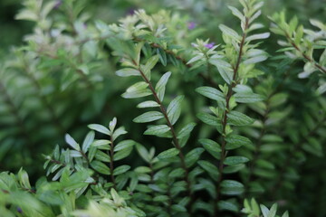 Nature beauty is nearby us