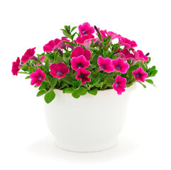 Bouquet of flowers sulfinia in a pot.