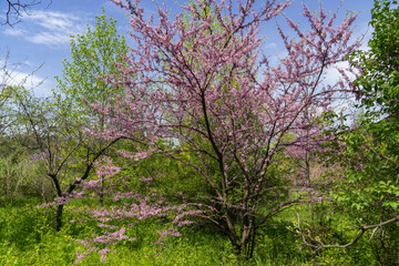 Blooming redbud tree cercis canadensis in springtime in the park. Beautiful pink flowers of the Judas tree. Purple spring blossom in sunny day. Buds grow on branches and trunk.