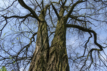 Dark branches on the blue sky background. Tree of life. Nature early spring. Natural wallpaper and texture. Sadness and charm concept.