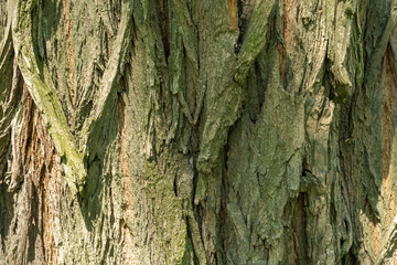 Close-up texture of tree bark. Intricate pattern of natural rough surface of trunk. Cracked rough skin of wooden brown ginger green and grey nature background. Natural embossed wallpaper and texture.