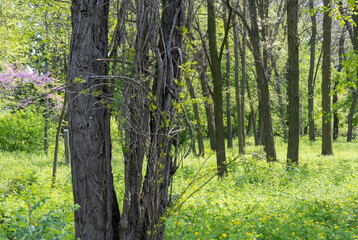 Grove of foliar trees in the park. Group of trunks grows surrounded by celandine medicinal grass. Bright juicy green in spring time. Small leaves of plants in sunlight.