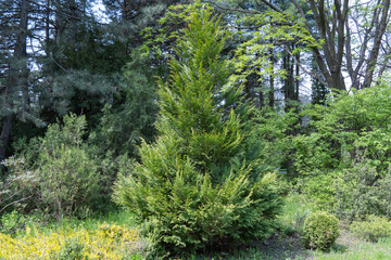 Fototapeta na wymiar Green branches growing juniper. Juniperus from family cypress. Evergreen coniferous plant for garden art design landscape. Photo wallpapers in green colors.