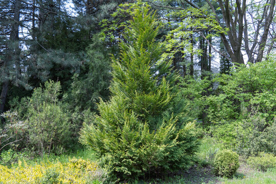 Green branches growing juniper. Juniperus from family cypress. Evergreen coniferous plant for garden art design landscape. Photo wallpapers in green colors.