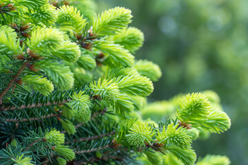 Close-up green spruce shoots in the forest. Sprout of branch coniferous tree in springtime. Young fresh spruce twig and needles. Photo wallpapers in green colors. Bokeh effect blurred background. - obrazy, fototapety, plakaty