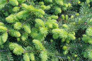Green spruce shoots in the forest. Sprout of branch coniferous tree in springtime. Young fresh spruce twig and needles. Photo wallpapers in green colors.