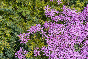 Phlox subulate flowers in the garden. Blooming creeping moss for landscape design. Bright beautiful flower covering the ground. Photo wallpapers in purple colors. Growing carpet in nature.