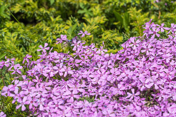 Obraz premium Phlox subulate flowers in the garden. Blooming creeping moss for landscape design. Bright beautiful flower covering the ground. Photo wallpapers in purple colors. Growing carpet in nature.