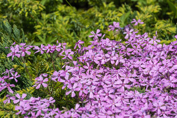 Fototapeta premium Phlox subulate flowers in the garden. Blooming creeping moss for landscape design. Bright beautiful flower covering the ground. Photo wallpapers in purple colors. Growing carpet in nature.
