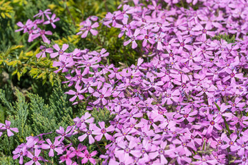 Obraz premium Phlox subulate flowers in the garden. Blooming creeping moss for landscape design. Bright beautiful flower covering the ground. Photo wallpapers in purple colors. Growing carpet in nature.