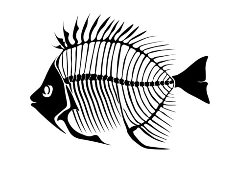 Vector illustration with fish skeleton isolated on a white background.