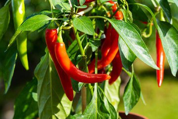 Chili peppers (also chile, chile pepper, chilli pepper, or chilli, Latin: Capsicum annuum) in the green garden. Red color peppers. Close up photo. - obrazy, fototapety, plakaty