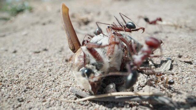 Giant ants eat moths. In desert. Extreme macro shot.