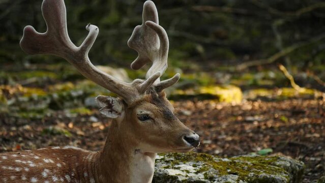 Male fallow deer, buck with antlers resting in natural environment. Deer Dama dama. Vision Park in Auberive region, France. Slow motion
