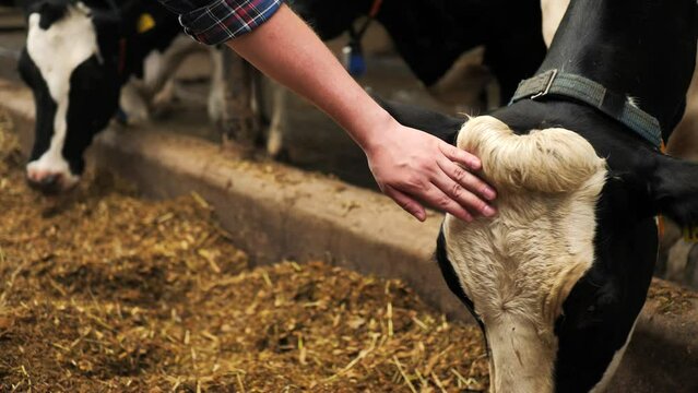 Male hand touches and strokes young cow head at farm