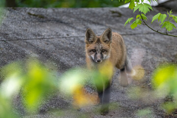 Curious Young North American Red Fox (Vulpes vulpes fulva)