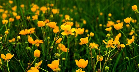 Battercup sharp (rununculus acris) perennial growing in wet meadows in Europe and Asia.