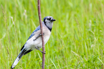 A blue jay perched on a branch of a tree