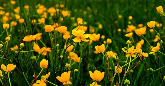 Battercup sharp (rununculus acris) perennial growing in wet meadows in Europe and Asia.
