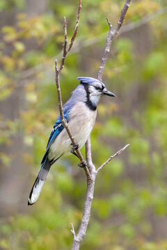 A blue jay perched on a branch of a tree