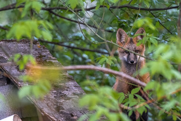 Curious Young North American Red Fox (Vulpes vulpes fulva)