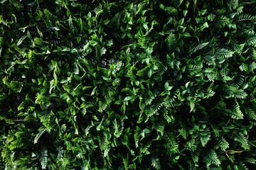 wall of green leaves