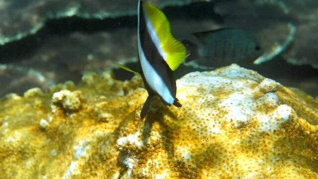 Undersea video of of longfin bannerfish in beautiful coral reefs in Thailand. Group of striped sea fish on snorkeling or diving. Underwater video of wildlife deep ocean world. Save eco concept