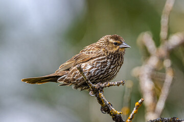 Female Red-winged Blackbird (Agelaius phoeniceus)