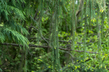Fototapeta premium Green spruce shoots in the forest. Sprout of branch coniferous tree in springtime. Young fresh spruce twig and needles. Photo wallpapers in green colors.