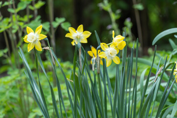 Group yellow daffodils in the garden. Blossom little narcissus. Beautiful flowers opens on background green thin leaves. Springtime nature in bloom.