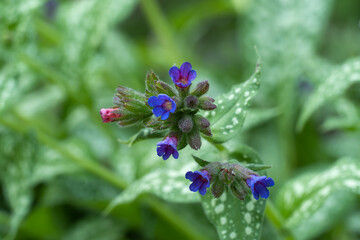 Close-up of purple blue flower comfrey grows in fields and meadows. Blooming medicinal symphytum plant of the family boraginaceae. Widely used in traditional medicine for bone healing.
