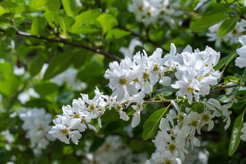 Close-up blooming pearl bush exochorda alberta in springtime in the park. Beautiful white flowers on ornamental shrub. Green leaves on branches. Spring blossom in sunny day.