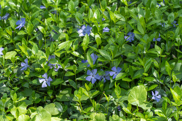 Periwinkle flowers in the spring garden. Blooming creeping plant vinca for landscape design. Bright beautiful purple blue flower covering the ground. Growing green carpet in nature.