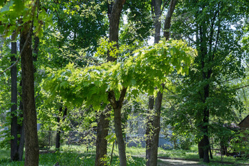 Fototapeta premium Young maple tree in the garden. Branches of sapindaceae plant with green foliage in springtime. Windows and building of the summer house in the background. Nature early spring.