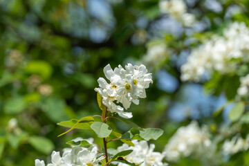 Close-up blooming pearl bush exochorda alberta in springtime in the park. Beautiful white flowers on ornamental shrub. Green leaves on branches. Spring blossom in sunny day.